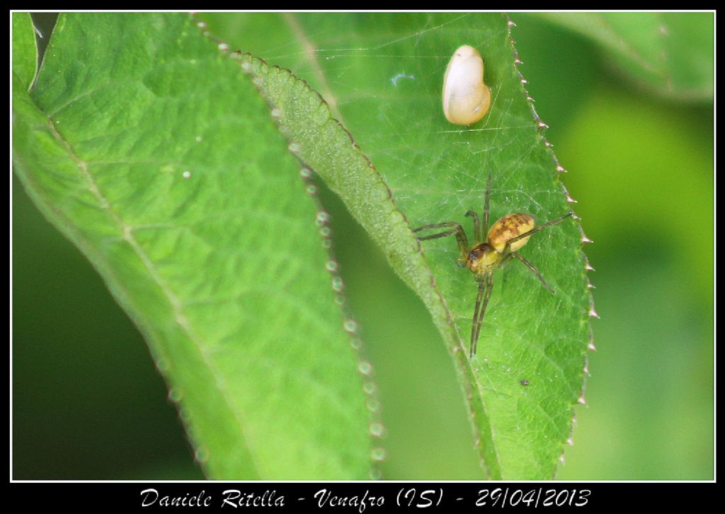 Dolomedes sp. - Venafro (IS)